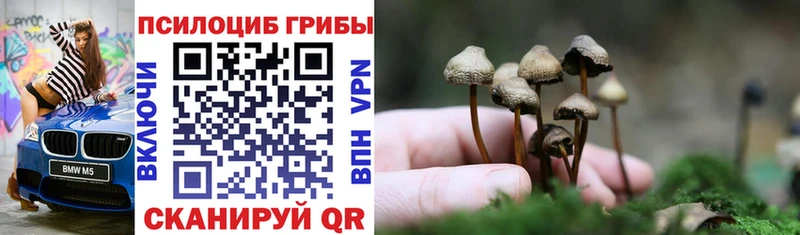 Купить  Ардатов  Псилоцибиновые грибы Cubensis 